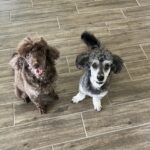 asher williams Gallery