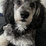 asher williams Gallery