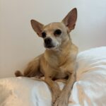 brownie villanueva Gallery