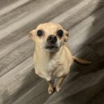 brownie villanueva Gallery