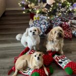 brownie villanueva Gallery