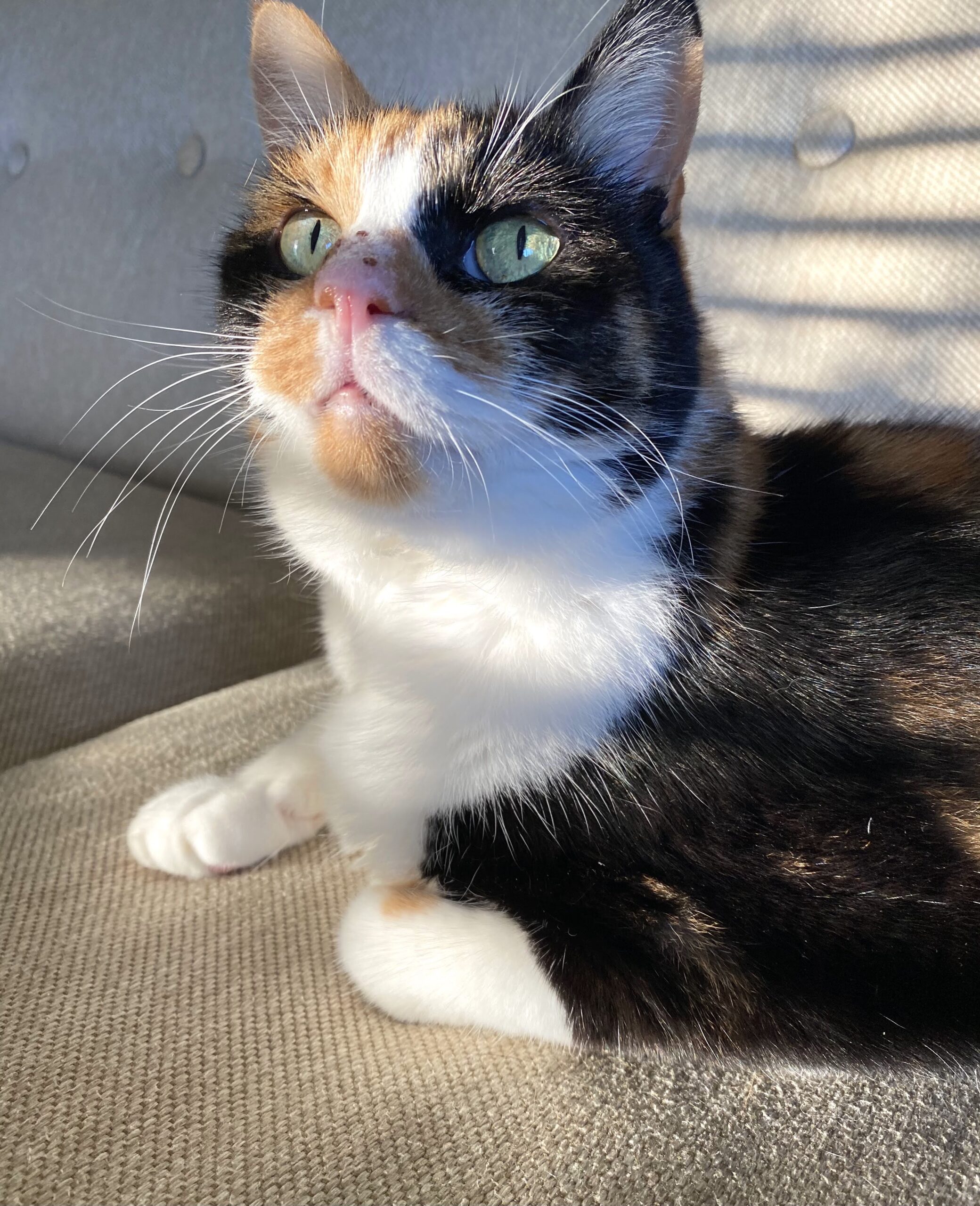 stella ray