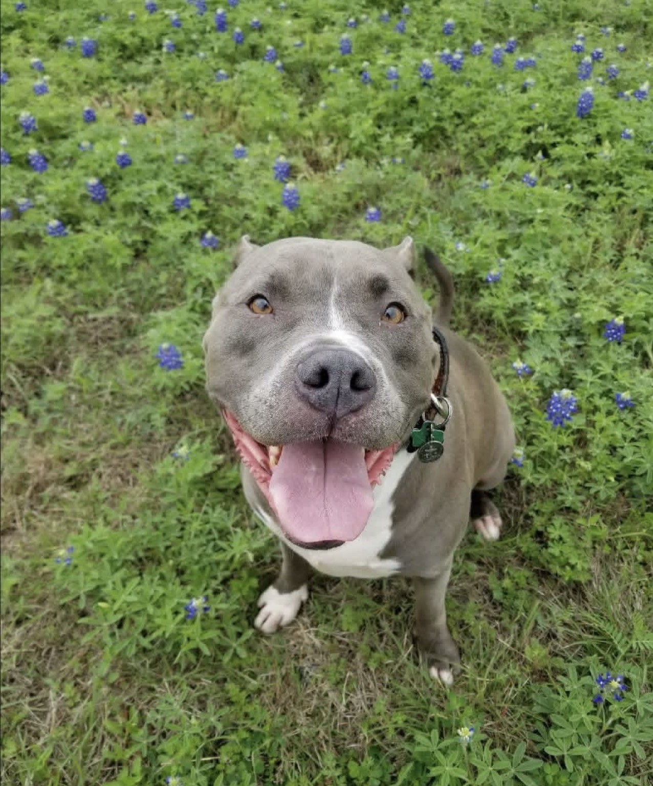 dozer zapata