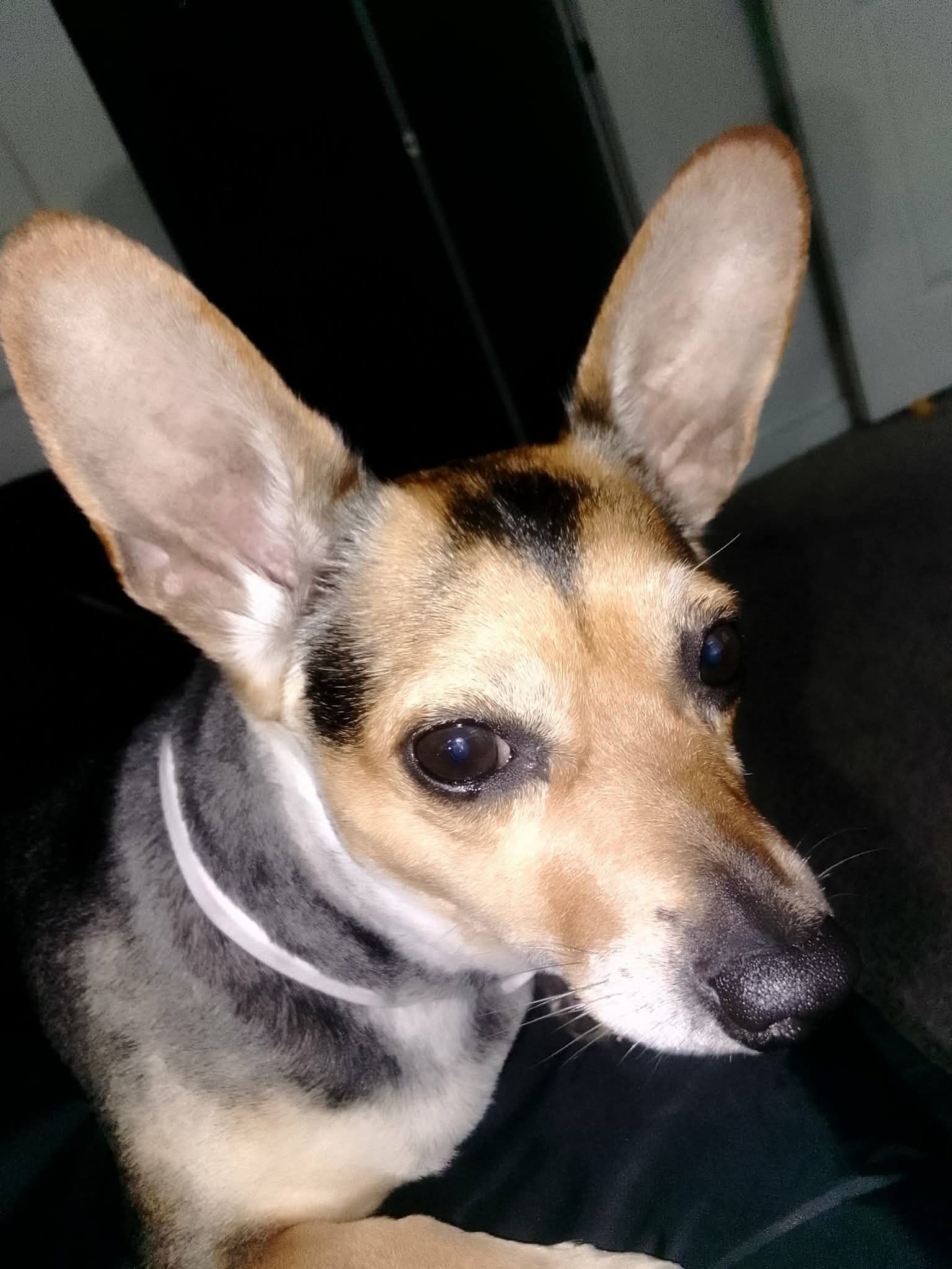 roxy medellin